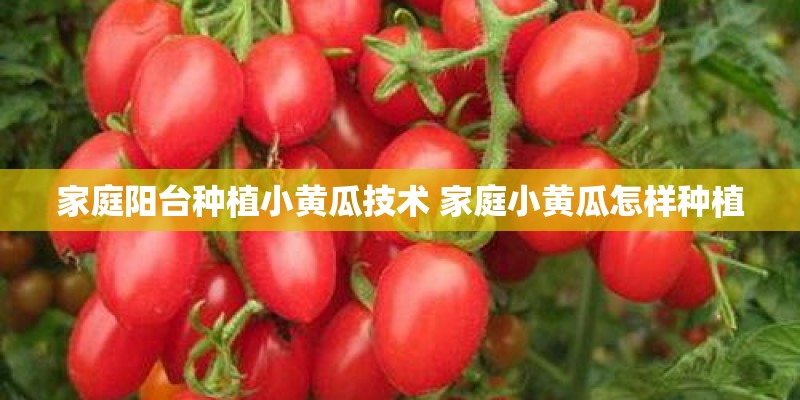 家庭阳台种植小黄瓜技术 家庭小黄瓜怎样种植