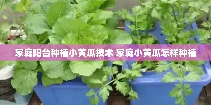 家庭阳台种植小黄瓜技术 家庭小黄瓜怎样种植