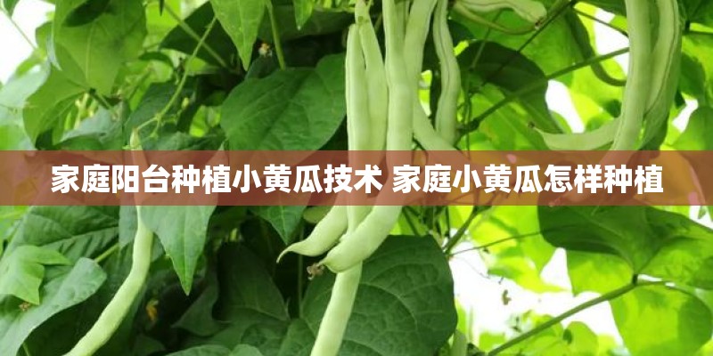 家庭阳台种植小黄瓜技术 家庭小黄瓜怎样种植