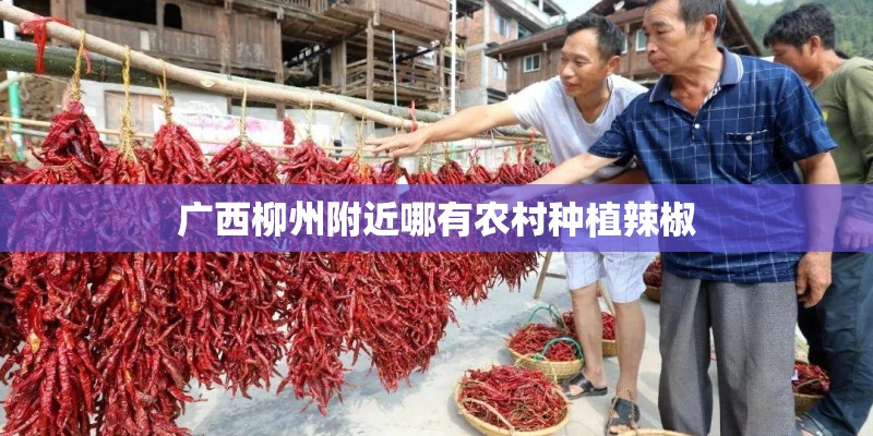 广西柳州附近哪有农村种植辣椒