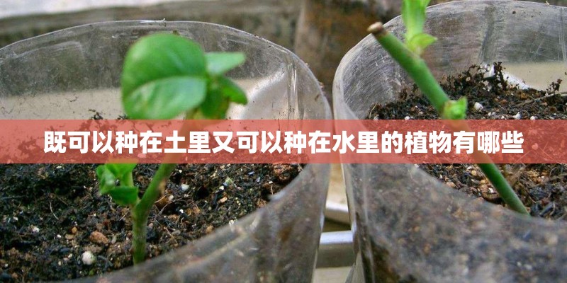 既可以种在土里又可以种在水里的植物有哪些