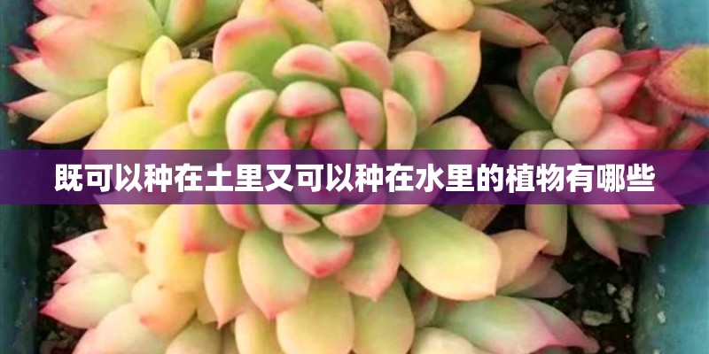 既可以种在土里又可以种在水里的植物有哪些