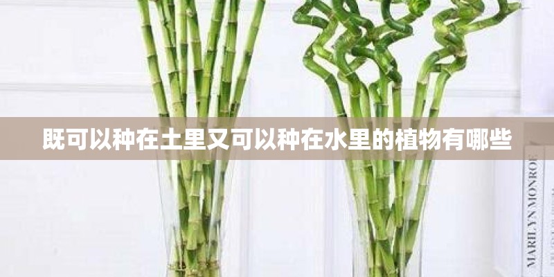 既可以种在土里又可以种在水里的植物有哪些