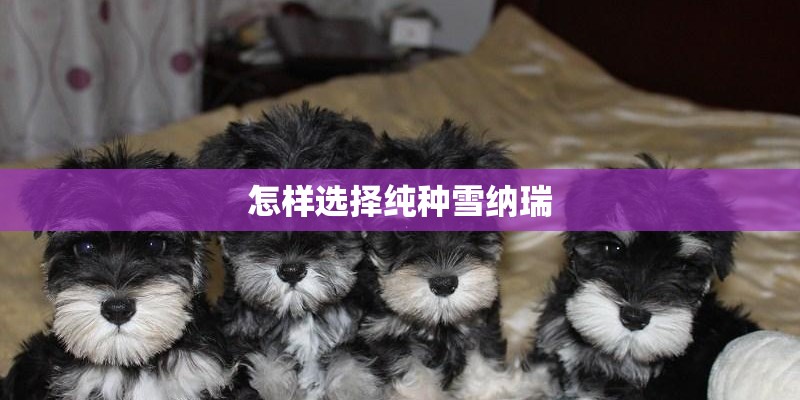 怎样选择纯种雪纳瑞