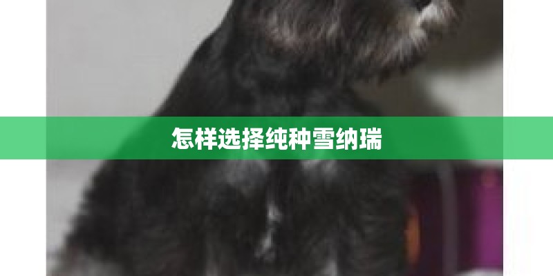 怎样选择纯种雪纳瑞