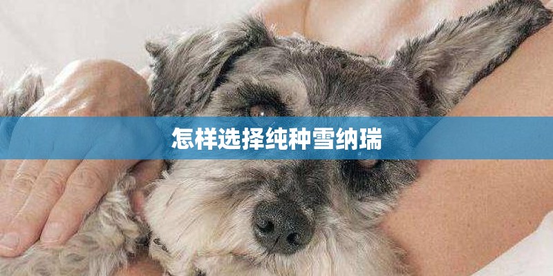 怎样选择纯种雪纳瑞