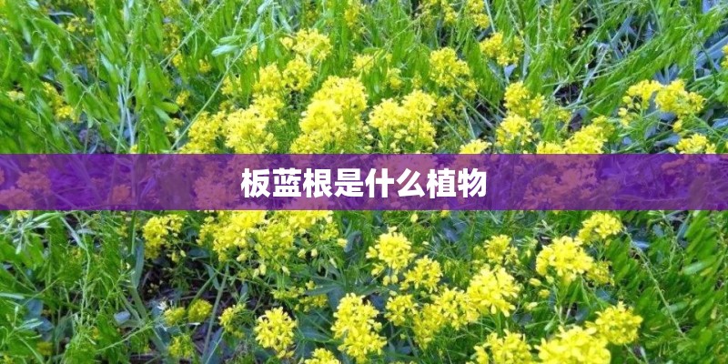 板蓝根是什么植物