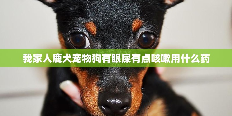 我家人鹿犬宠物狗有眼屎有点咳嗽用什么药