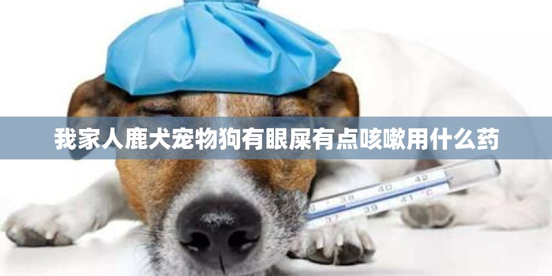 我家人鹿犬宠物狗有眼屎有点咳嗽用什么药