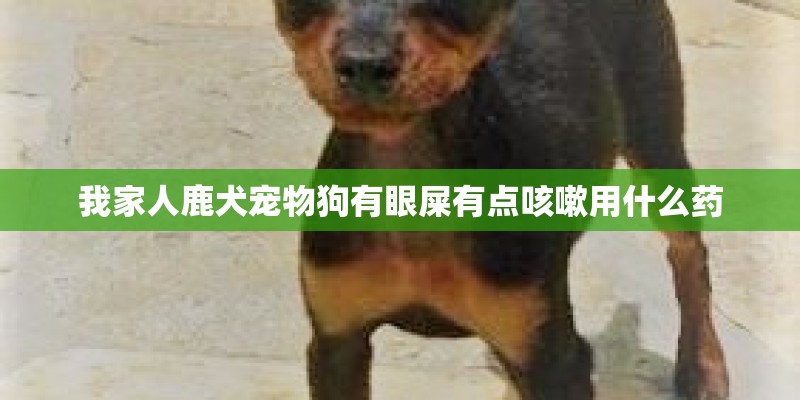 我家人鹿犬宠物狗有眼屎有点咳嗽用什么药