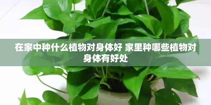 在家中种什么植物对身体好 家里种哪些植物对身体有好处