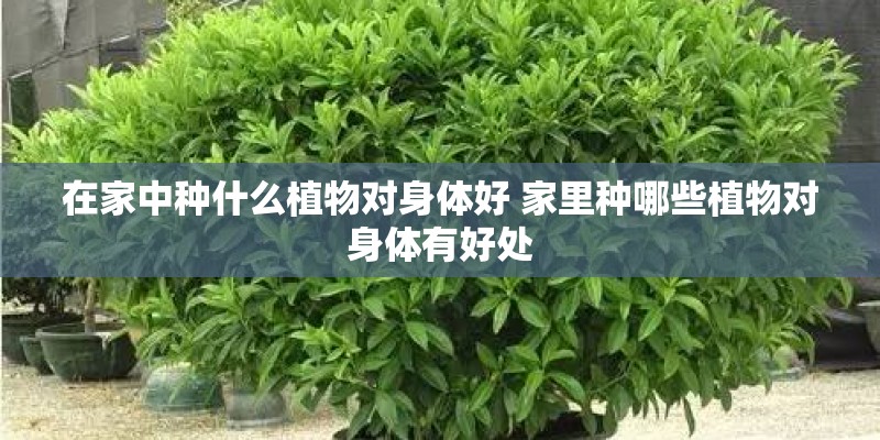 在家中种什么植物对身体好 家里种哪些植物对身体有好处