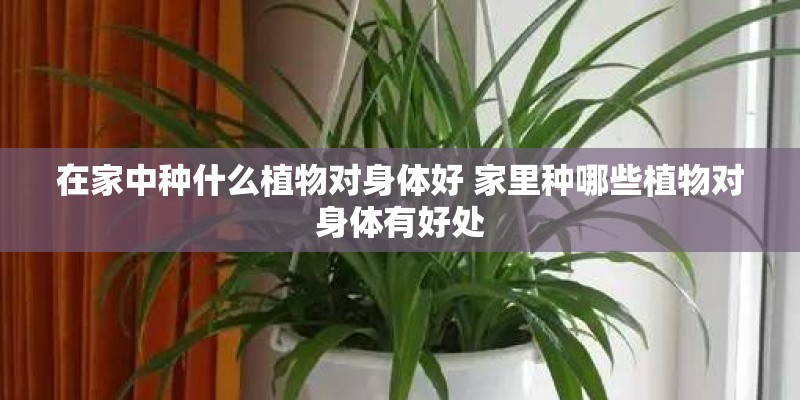 在家中种什么植物对身体好 家里种哪些植物对身体有好处