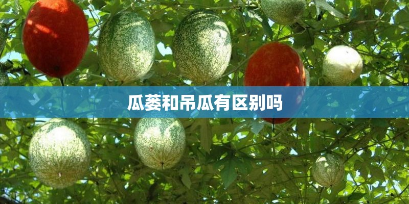 瓜蒌和吊瓜有区别吗
