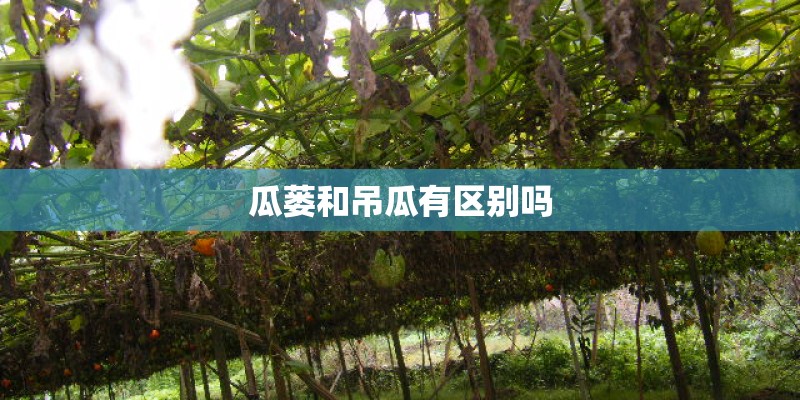 瓜蒌和吊瓜有区别吗