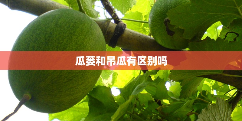 瓜蒌和吊瓜有区别吗