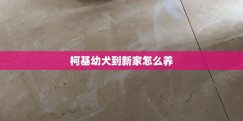 柯基幼犬到新家怎么养
