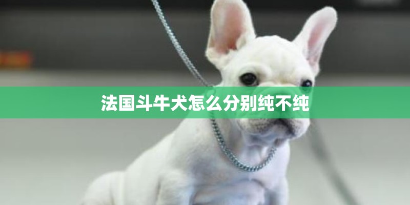 法国斗牛犬怎么分别纯不纯