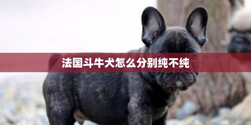 法国斗牛犬怎么分别纯不纯