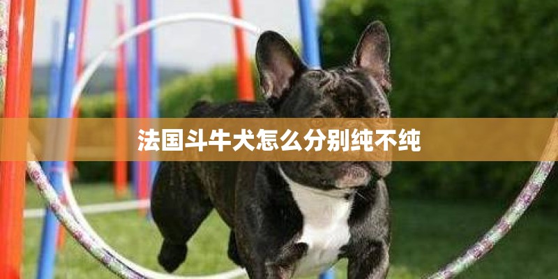 法国斗牛犬怎么分别纯不纯