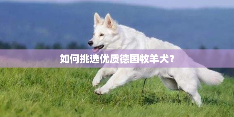 如何挑选优质德国牧羊犬？