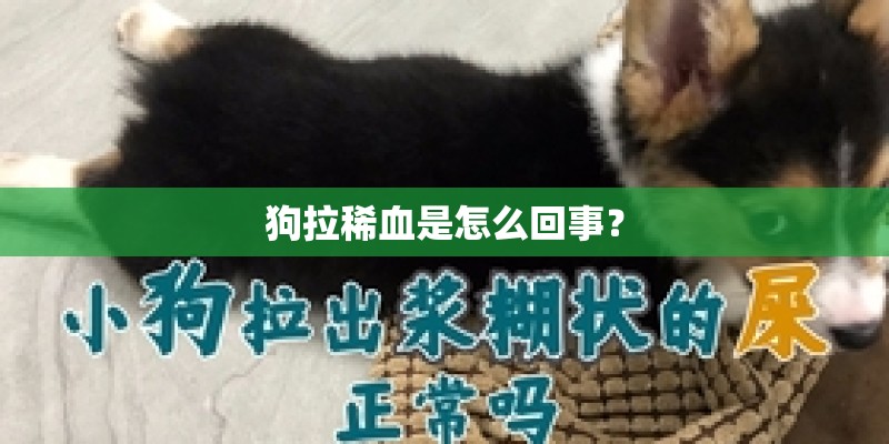 狗拉稀血是怎么回事？
