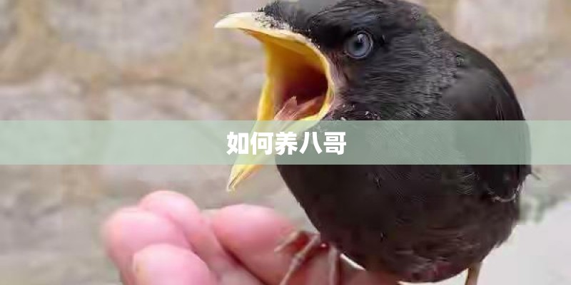 如何养八哥