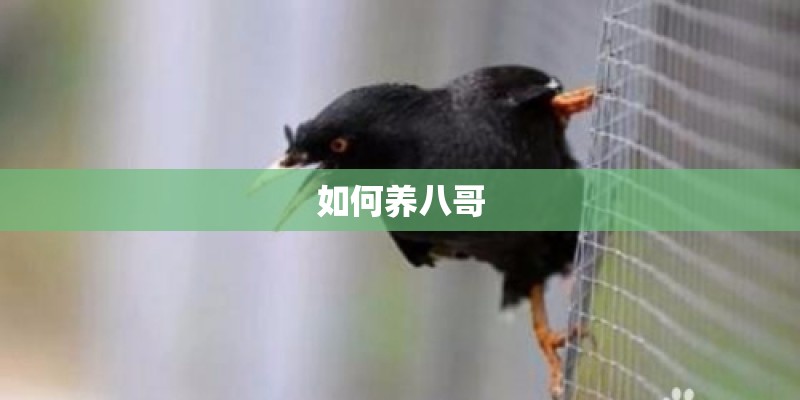 如何养八哥