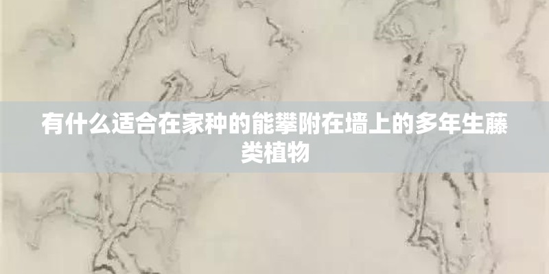 有什么适合在家种的能攀附在墙上的多年生藤类植物
