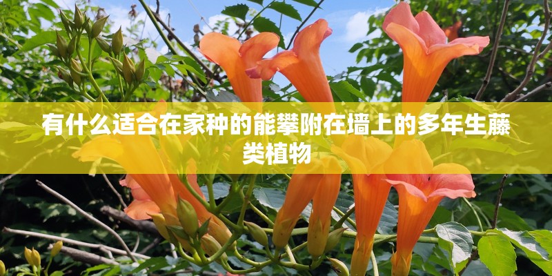 有什么适合在家种的能攀附在墙上的多年生藤类植物