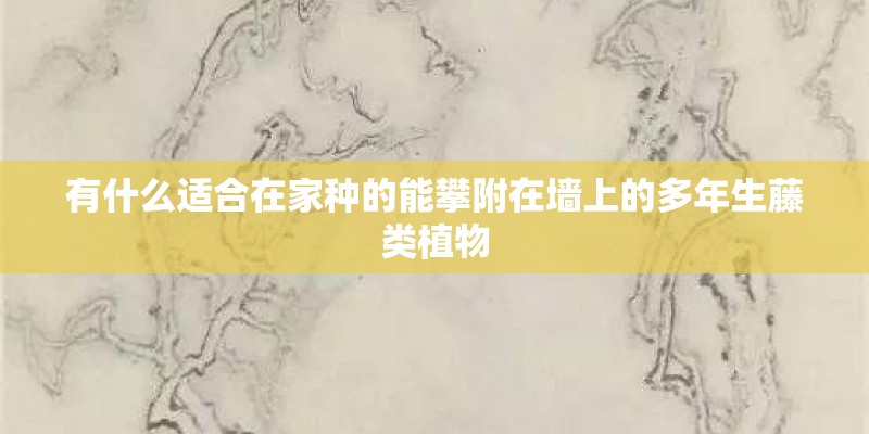 有什么适合在家种的能攀附在墙上的多年生藤类植物