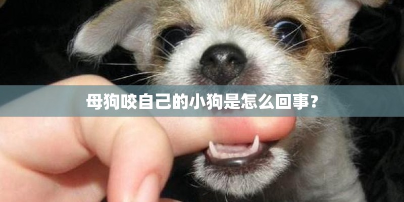 母狗咬自己的小狗是怎么回事？
