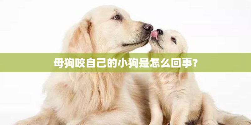 母狗咬自己的小狗是怎么回事？