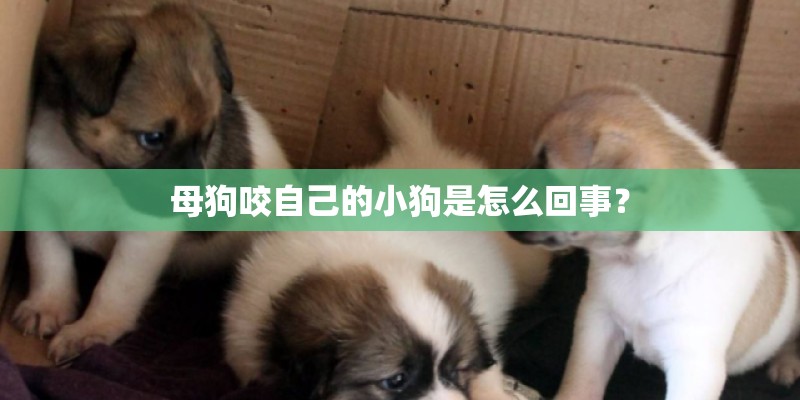 母狗咬自己的小狗是怎么回事？