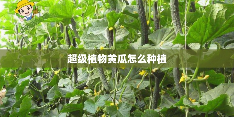 超级植物黄瓜怎么种植