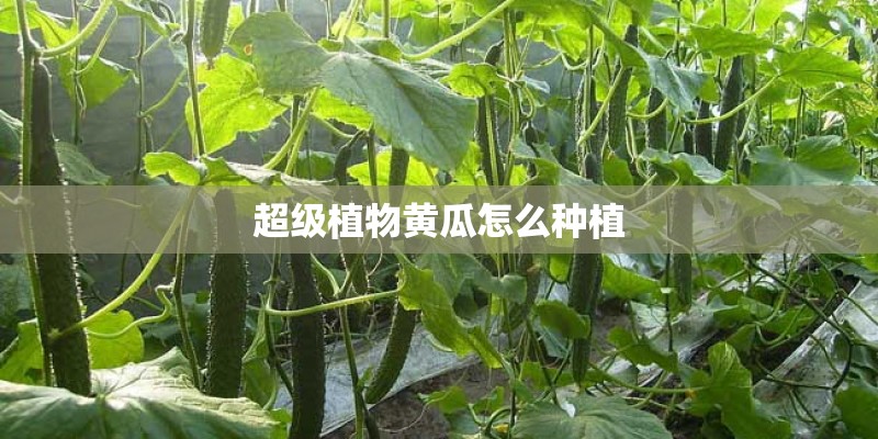 超级植物黄瓜怎么种植