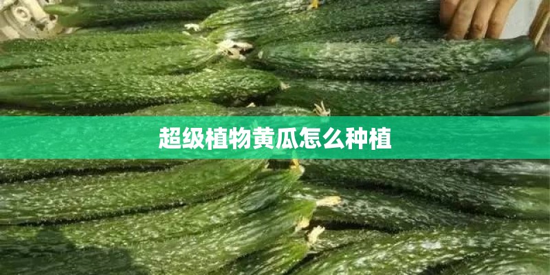 超级植物黄瓜怎么种植