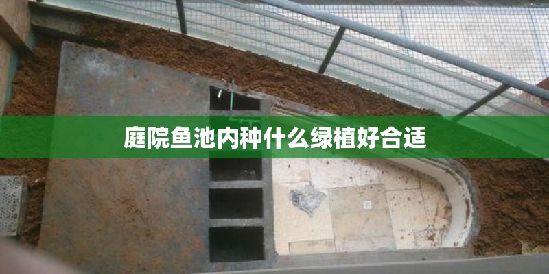 庭院鱼池内种什么绿植好合适