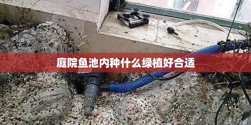 庭院鱼池内种什么绿植好合适