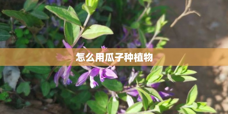 怎么用瓜子种植物