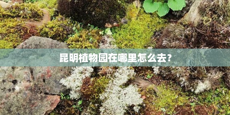 昆明植物园在哪里怎么去? 昆明植物园在哪里怎么去?