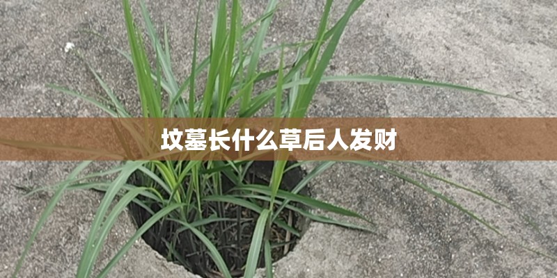 坟墓长什么草后人发财