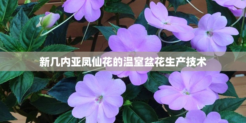 新几内亚凤仙花的温室盆花生产技术