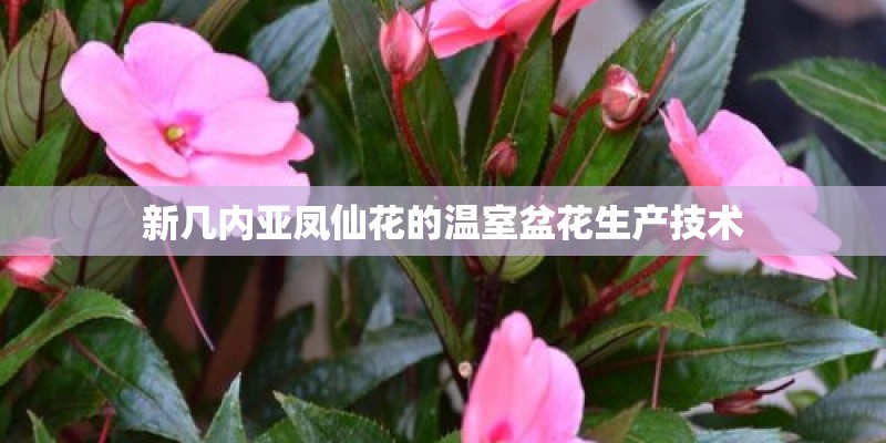 新几内亚凤仙花的温室盆花生产技术