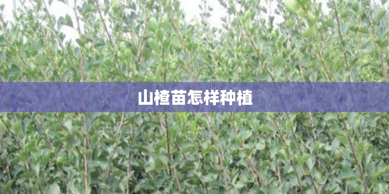 山楂苗怎样种植