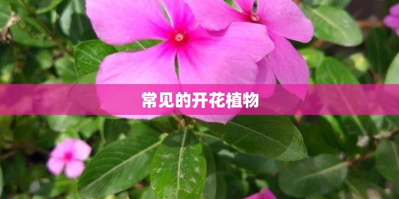 常见的开花植物