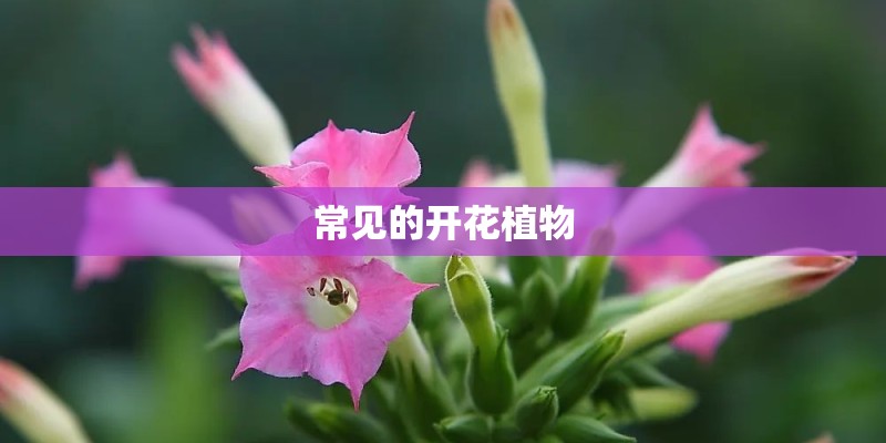 常见的开花植物