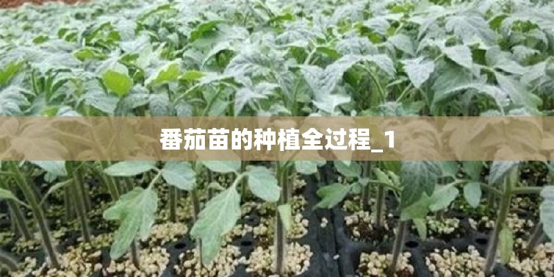 番茄苗的种植全过程_1
