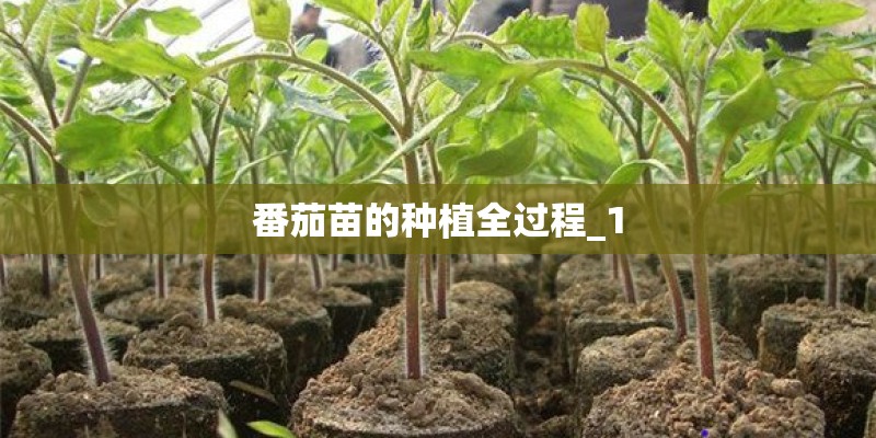 番茄苗的种植全过程_1
