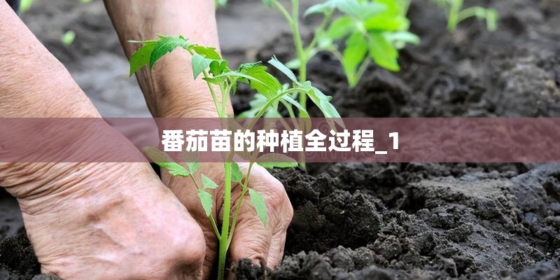 番茄苗的种植全过程_1